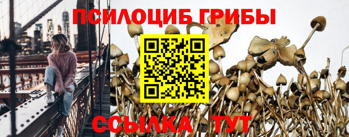 Псилоцибиновые грибы Cubensis  Валуйки 